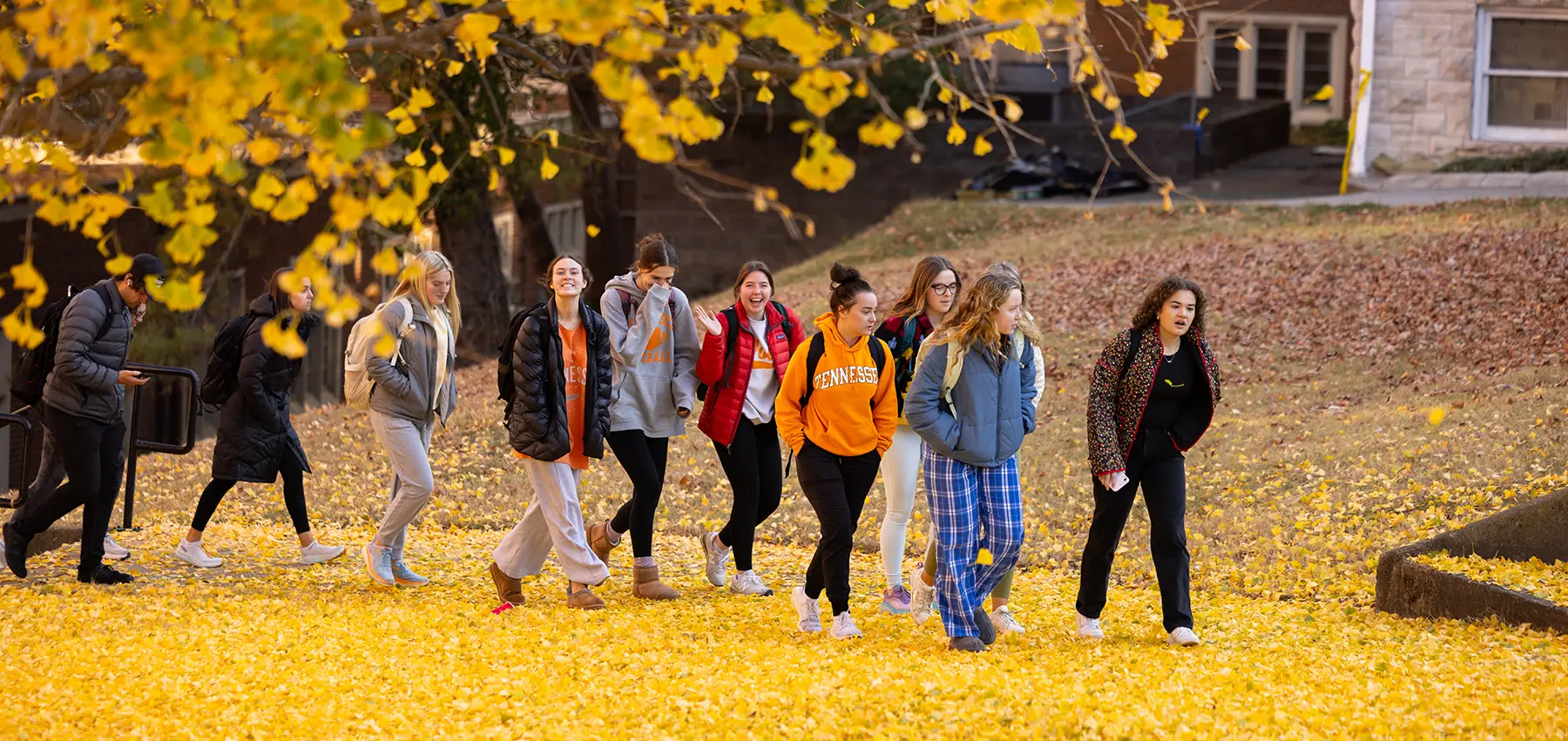 Students walk through yellow leaves as the fall from a Ginko tree beside Greve Hall on November 29, 2023. Photo by Steven Bridges/University of Tennessee.