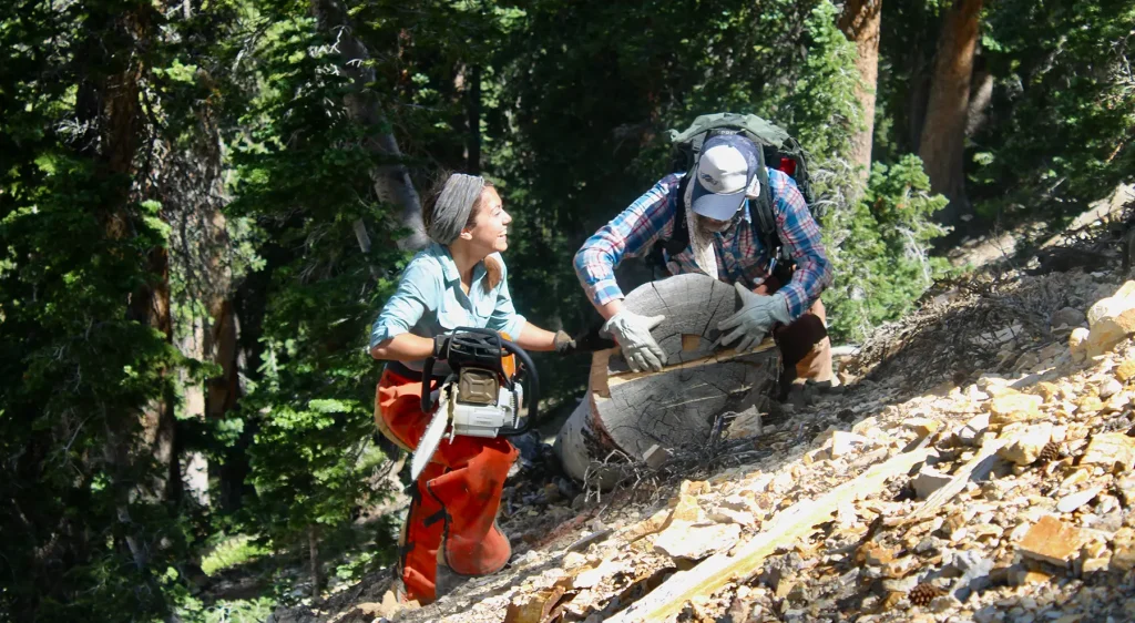 Karen King cores a mountain hemlock tree in Lassen National Park in 2022.