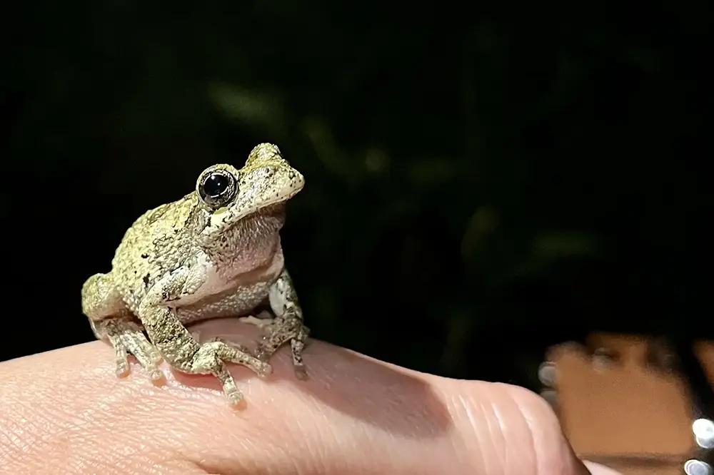 A treefrog sitting on a person's hand