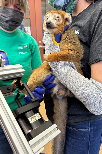 Researchers use a force plate to measure a lemur's grip