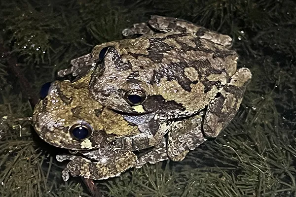 A pair of gray female treefrogs during the nighttime 