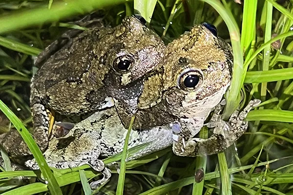 A pair of gray female treefrogs in the grass