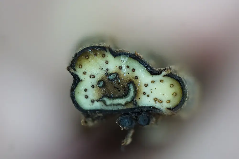 A tobacco stem's vascular patterning appears in the shape of a smiley face.