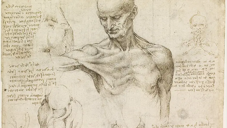 Diagram illustration of the anatomy of the human shoulder and neck, drawn by Leonardo da Vinci in 1510.