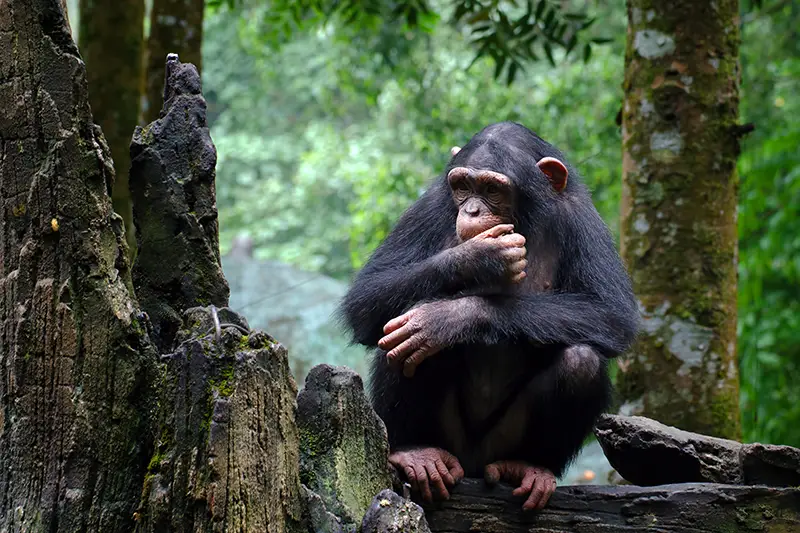 A young chimpanzee sits on a tree root in the forest. Image by By DS light photography.