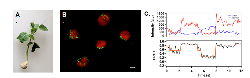 On the left side, a13-day old dwarf pea seedling; in the center, a microscropic image of isolated intact chloroplast from the dwarf pea. Image on the left displays a graph representing time dependent intensity trace of Toc34.