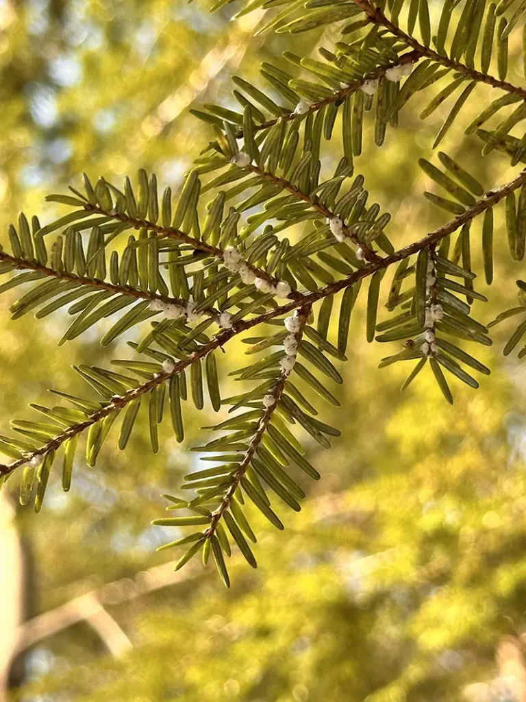 Closeup of a Hemlock tree branch hanging. 