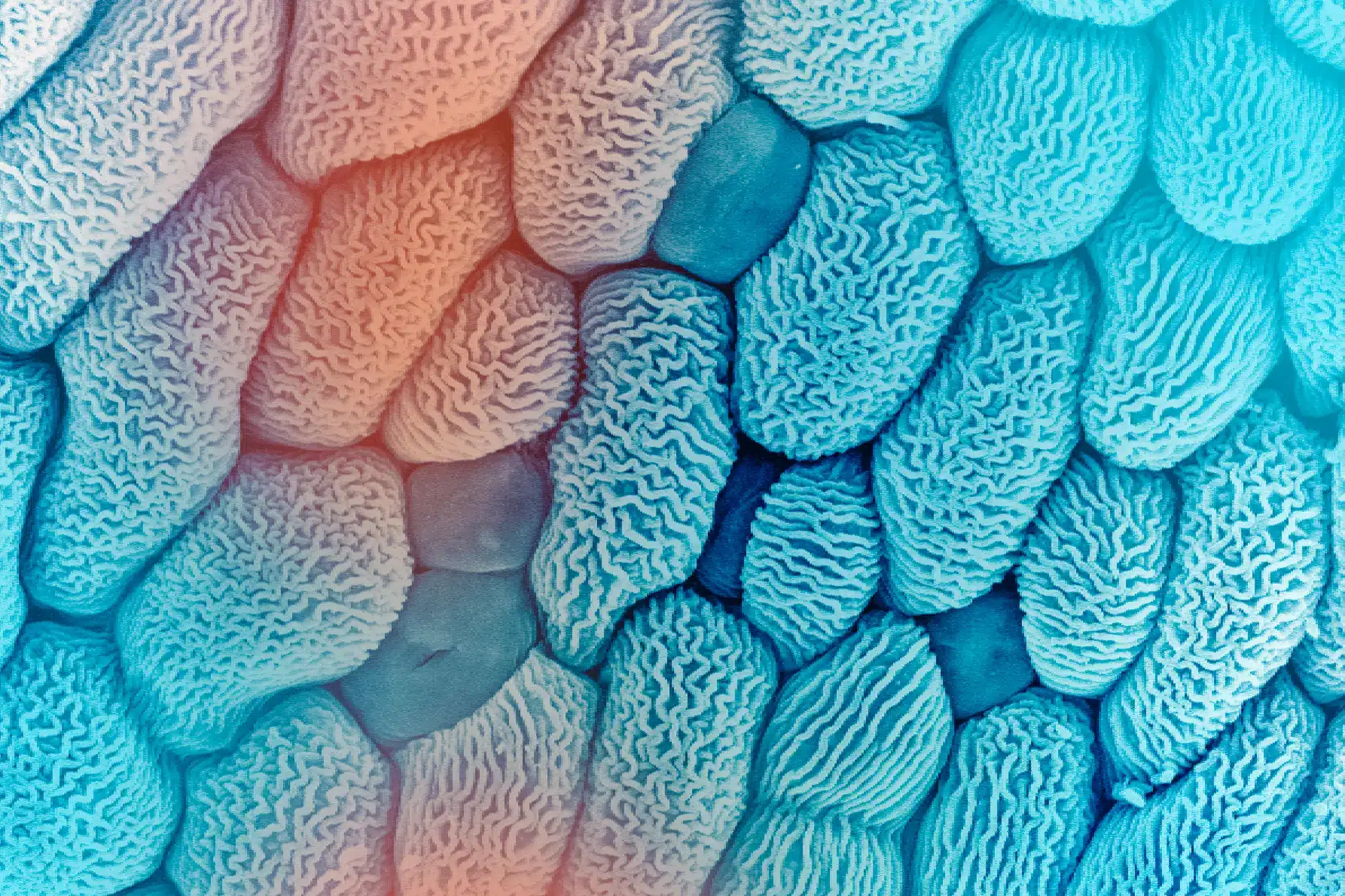False-colored scanning electron micrograph of the surface of a mutant flower petal, showing densely packed epidermal cells with intricate wrinkled surface textures.