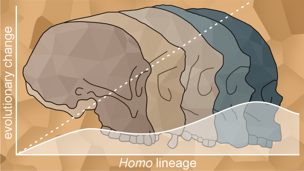 A graph that shows the Homo lineage on once axis and its evolutionary lineage on another.
